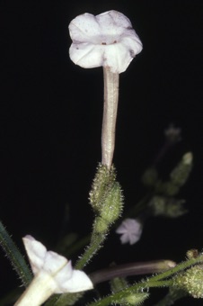 Native Nicotiana - solanums have a characteristic flower shape; it is important to remember that other flower shapes exist in this family also.