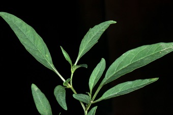 Physalis - leaves