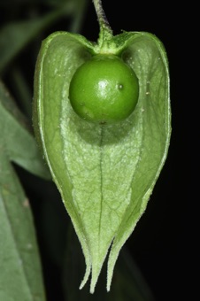 Physalis - fruit with half-removed accrescent calyx (calyx continues to grow after flowering)