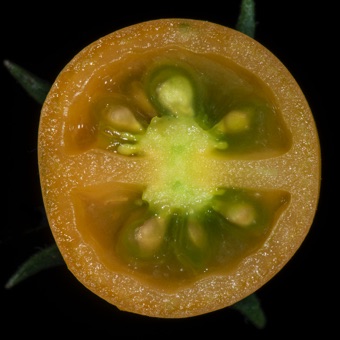 Cherry tomato sectioned to show two carpels and axile placentation