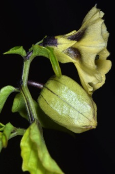 Physalis