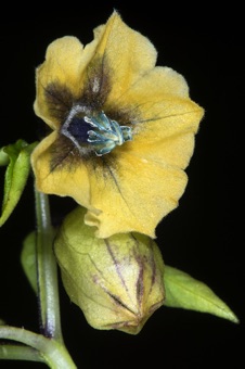 Physalis