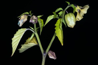 Physalis