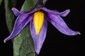 solanum ducamara