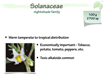 Solanaceae1.png