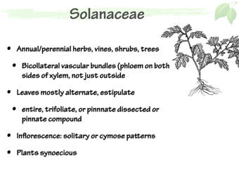Solanaceae2.png