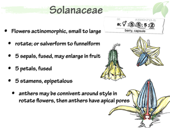 Solanaceae3.png
