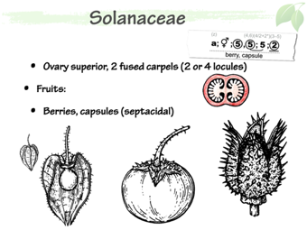 Solanaceae4.png