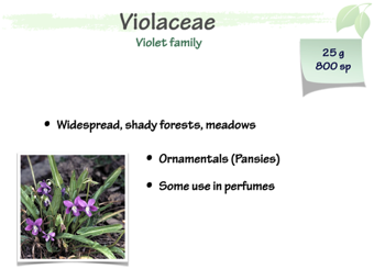 Violaceae1.png