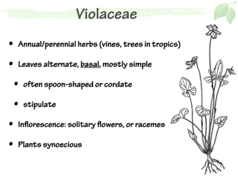Violaceae3.png