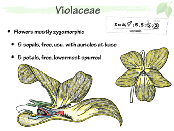 Violaceae4.png