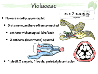 Violaceae5.png