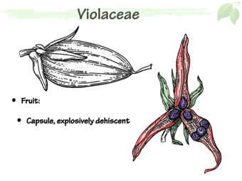 Violaceae6.png
