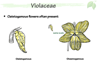 Violaceae7.png