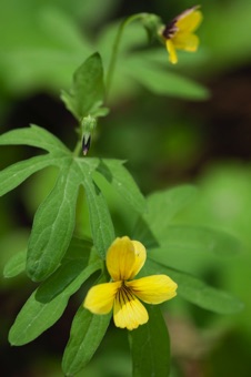 Viola lobata