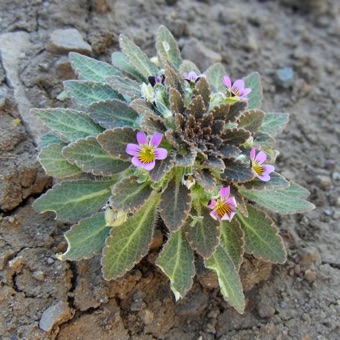 Viola species - Chile