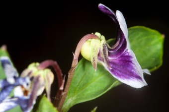 Vio9la cuneata
