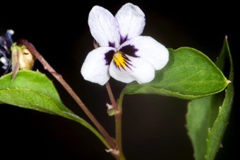 Viola cuneata