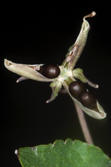 Viola cuneata -- as the valves dry, the edges press together and forcefully expel the seeds some distance from the fruit