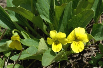 Viola nutallii - Chasmogamous flowers
