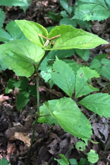 Viola in fruit along a wooded trail in Missouri