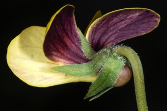 Viola purpurea