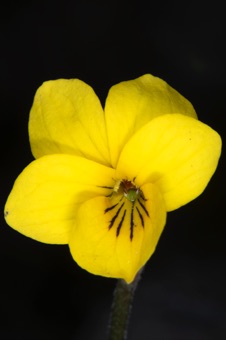 Viola purpurea - El dorado co., CA