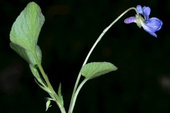 Viola adunca