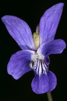 Viola nephrophylla