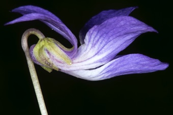 Viola nephrophylla