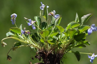 Viola adunca - Indian Creek, UT