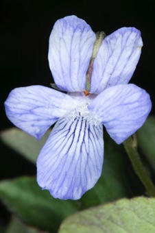 Viola adunca