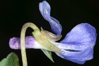 Viola adunca - compare the length of the spur other photos on this page