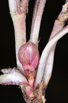 Viola purpurea fruit maturing from cliestogamous flower