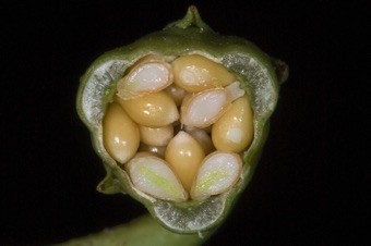 Parietal placentation; how many carpels formed this ovary? how many placentas can you see?