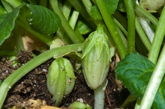 Maturing fruits