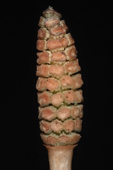 DSC_9811_mod.jpg