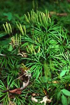 00165_Lycopodium_labelliforme_mod.jpg