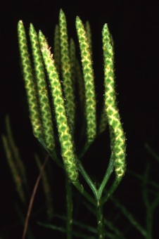 00166_Lycopodium_flabelliforme_mod.jpg