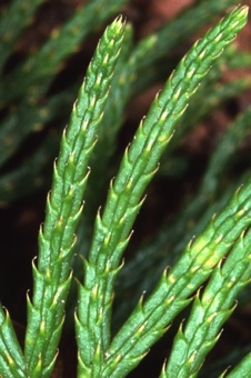 00167_Lycopodium_flabelliforme_mod.jpg