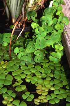 00178_Marsilea_sp_mod.jpg