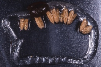 00201_Marsilea_sp_mod.jpg