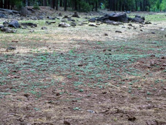 _07A0808_marselia_habitat_mod.jpg