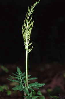 00157_Botrychium_dissectum_mod.jpg