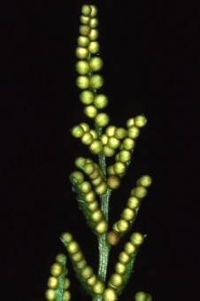 00159_Botrychium_dissectum_mod.jpg