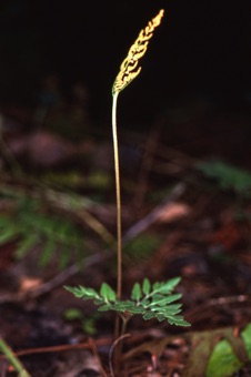 00202_Botrychium_dissectum_mod.jpg