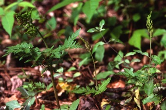 00853_Botrychium_virginianum_mod.jpg