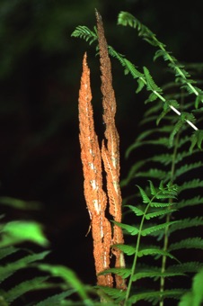 00795_Osmunda_cinnamomea_mod.jpg