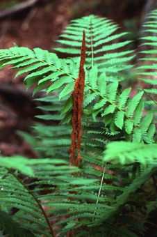 00843_Osmunda_cinnamomea_mod.jpg