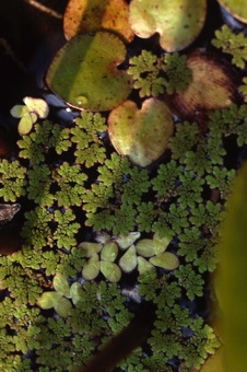 00188_Azolla_sp_mod.jpg